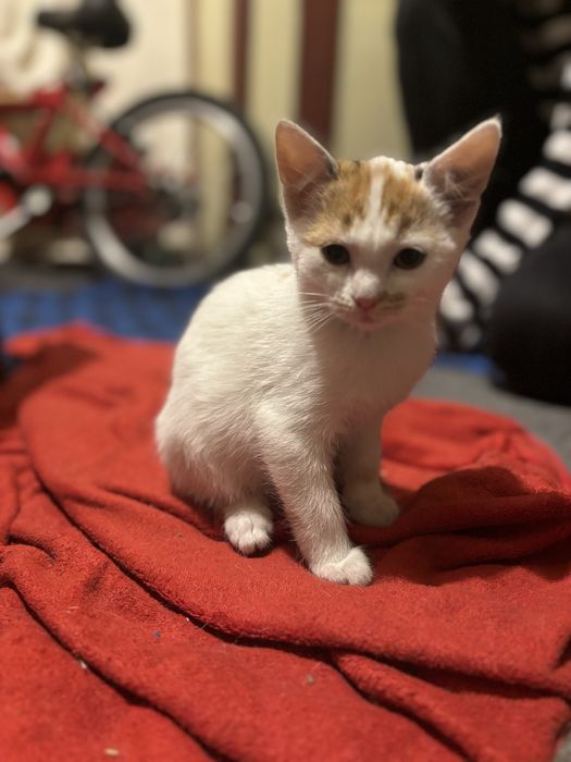 Подарявам котенца!