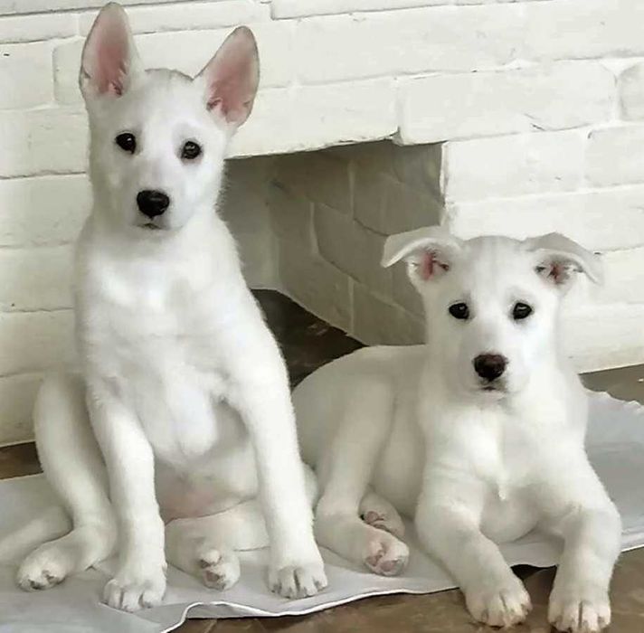 Кученце на 3 месеца бяла сибирска лайка