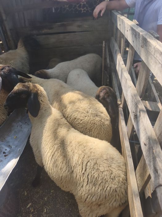 Miele carabase  bune de prăsilă