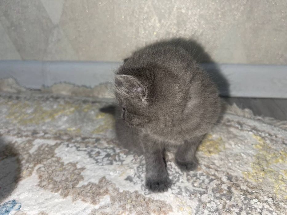 котята скоттиш страйт малчик