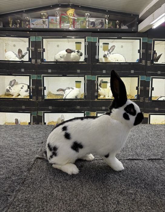 Mascul Uriaș Pestrit German