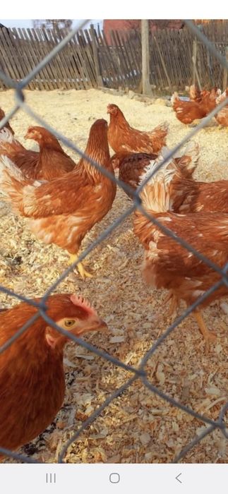 25 Puicute ouatoare issa brown