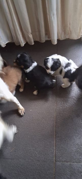 Ofer spre adopție 5 cățeluși din rasa biscon