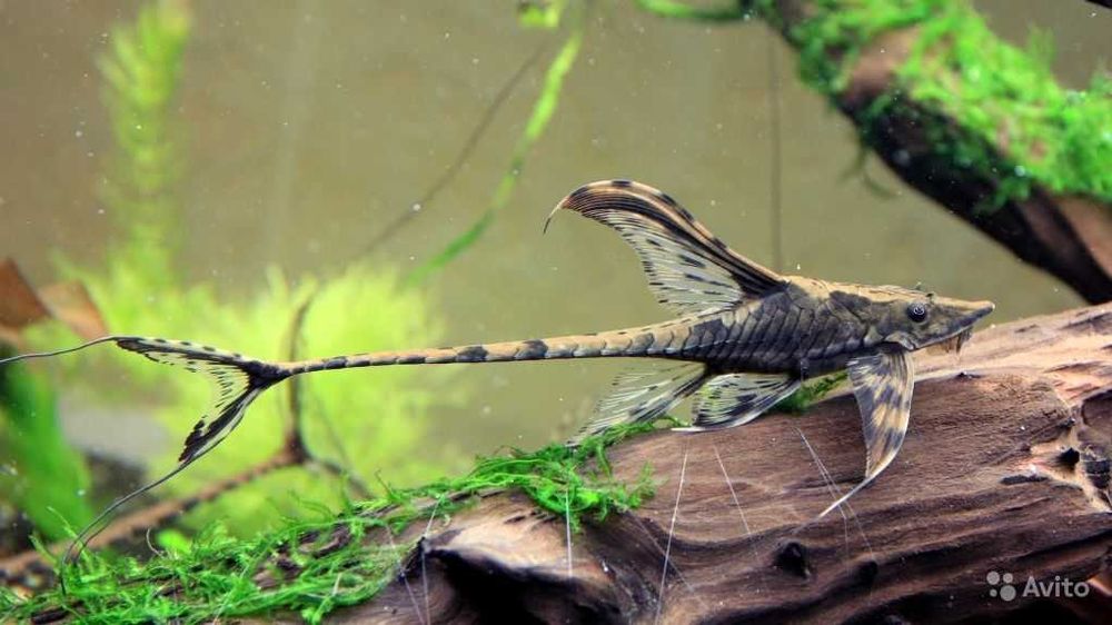 Стурисома панамская в Аква Зоо салоне " Посейдон"!