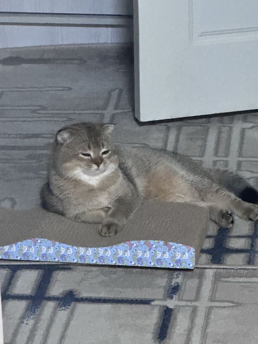 Вязка кота, золотой шиншилла