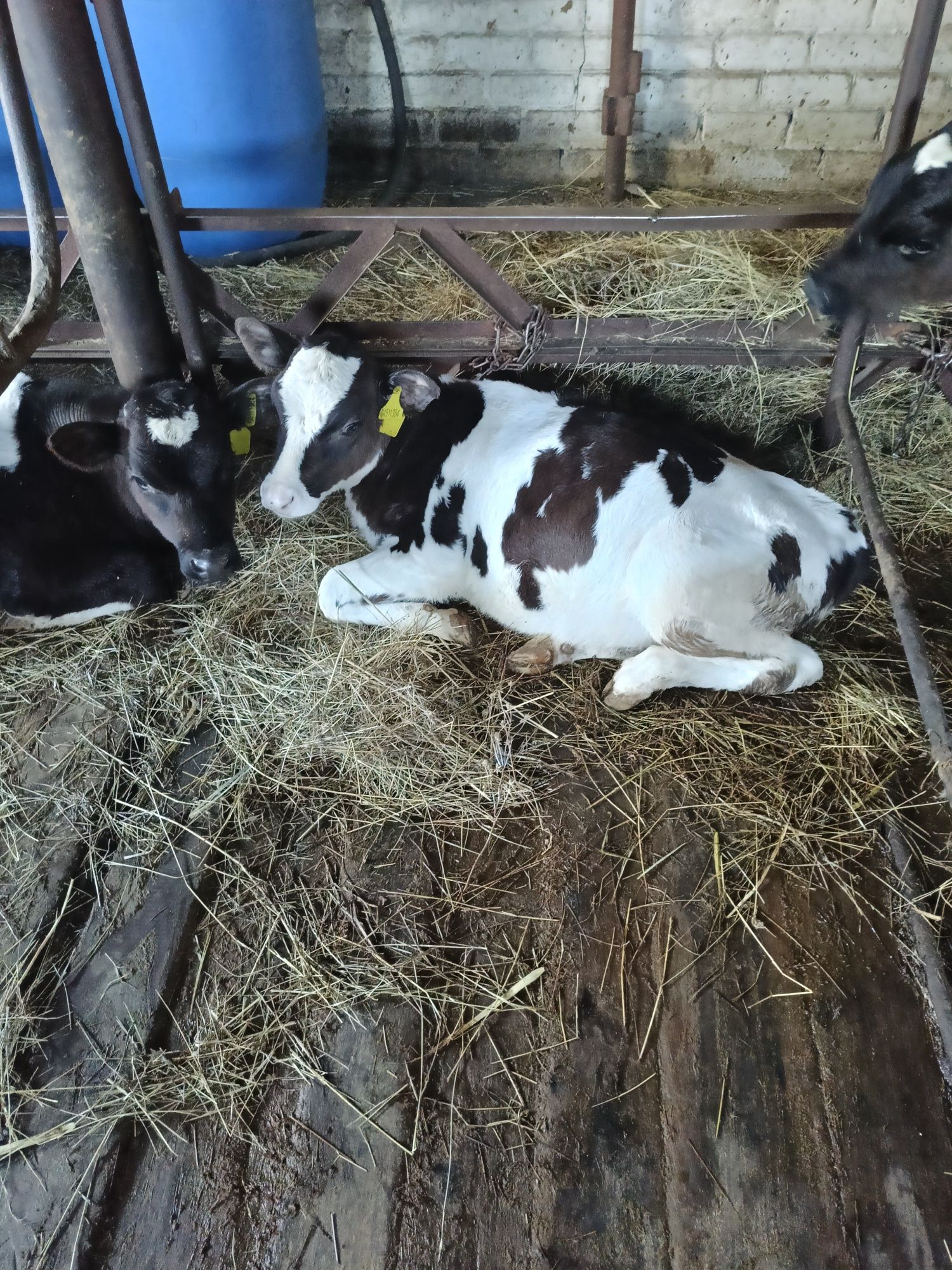 Продам племянных бычков от молочных коров