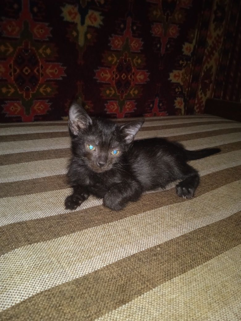Продаются котята