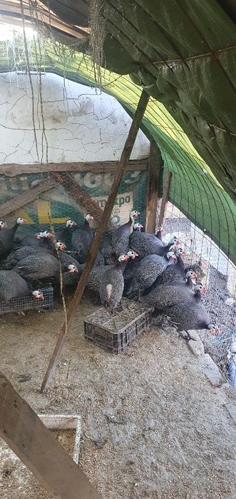 Pasari Bibilica de vanzare