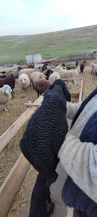 Vând 60 oi karakul înscrise în COP