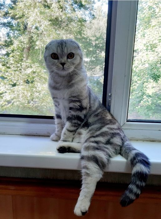 Шотландская вислоухая кошечка.