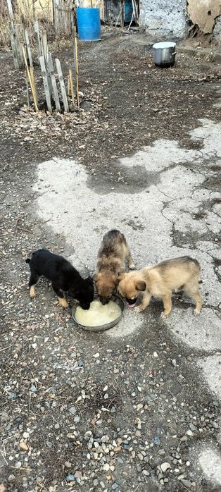 Отдам троих щенков