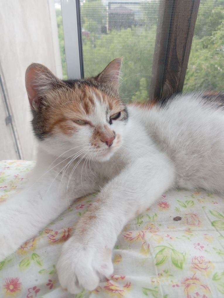 Отдам красивую кошечку