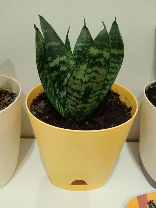 Цветок .  Продам