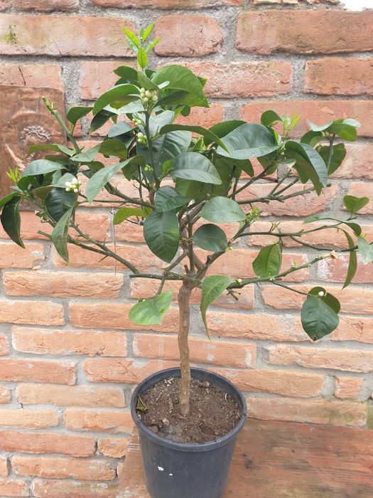 Portocal rosu de Sicilia