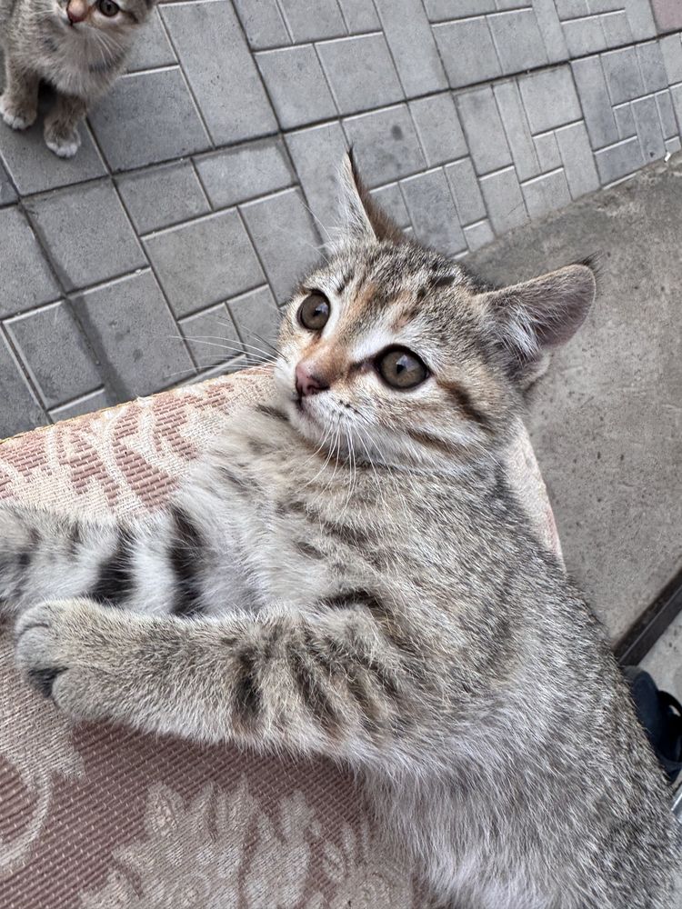 котенки,2 девочки
