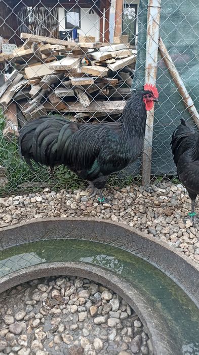 Vand  cocosi australorp