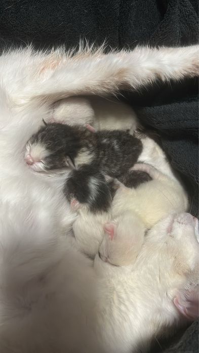 Pisici puiuti de adoptat