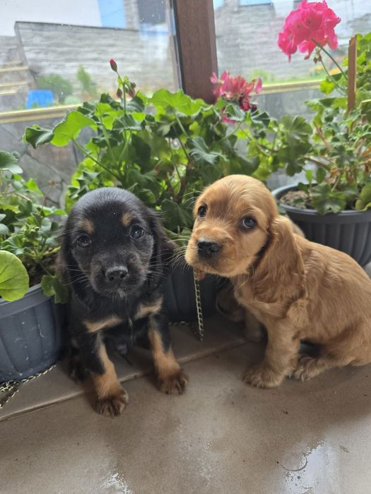 Чистокръвни кокер шпаньол