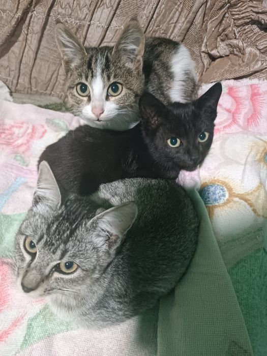 Отдам котят в добрые руки