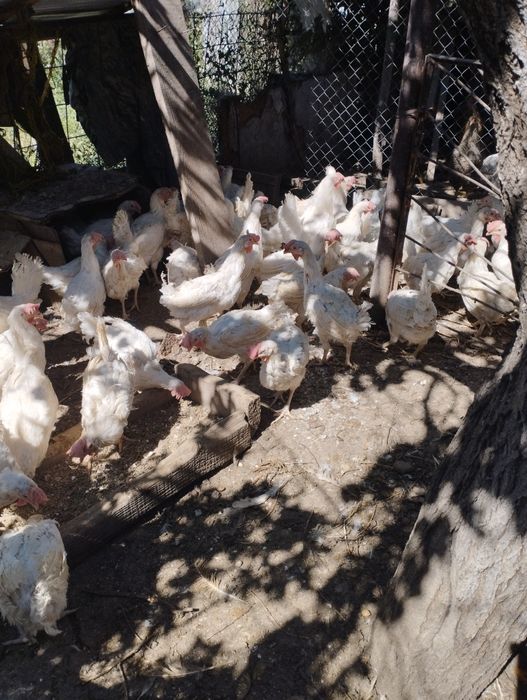 Продам кур несушек