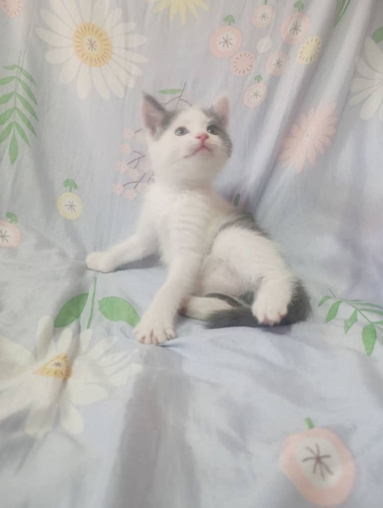 Котята домашние пристраиваем за символическую плату чистые и умные