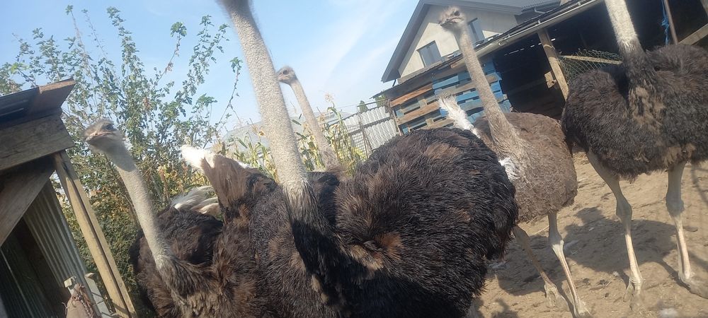 Vând struți 4 bucati