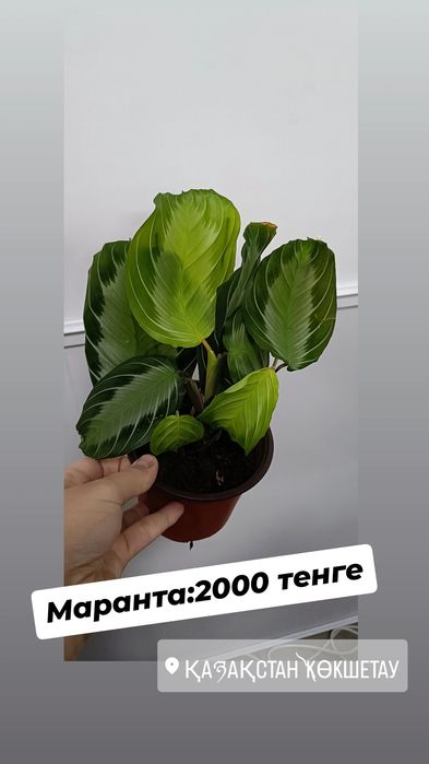 Маранта:2000 тенге