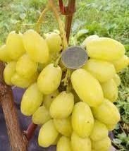 Аватар Ламборджини узум кучатлари
