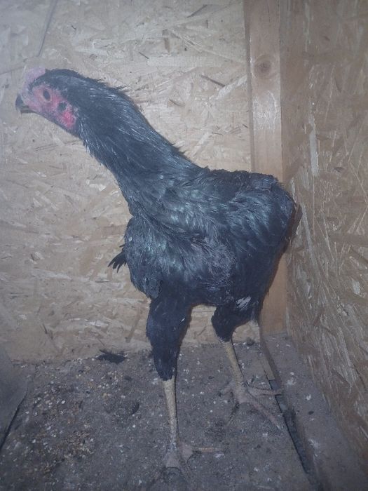 Dakan horozcha 4 5 oyli