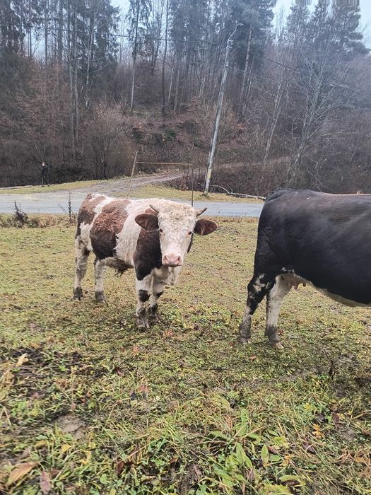 Vând taur bălțat!