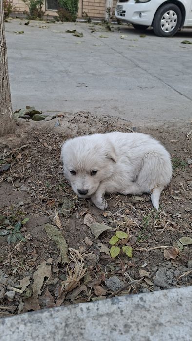 В добрые руки щенок