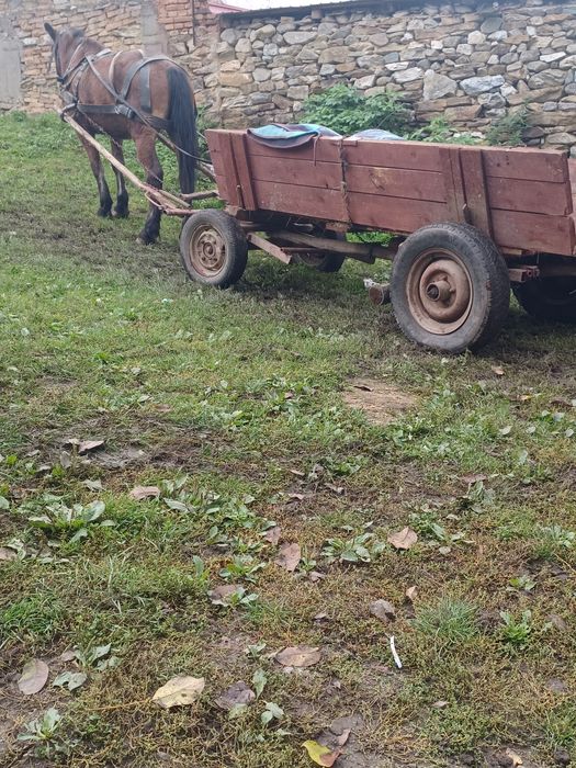 Cal de vînzare de 10 ani caruța si ham