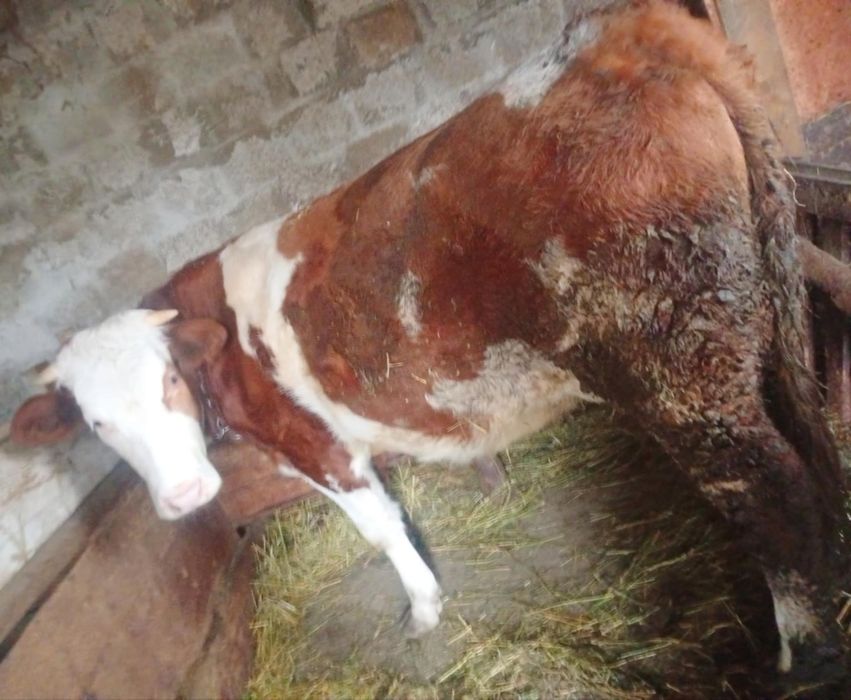 Junica baltata românească