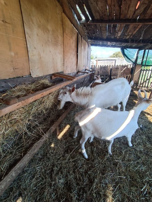 Sannen vând țap de 2ani