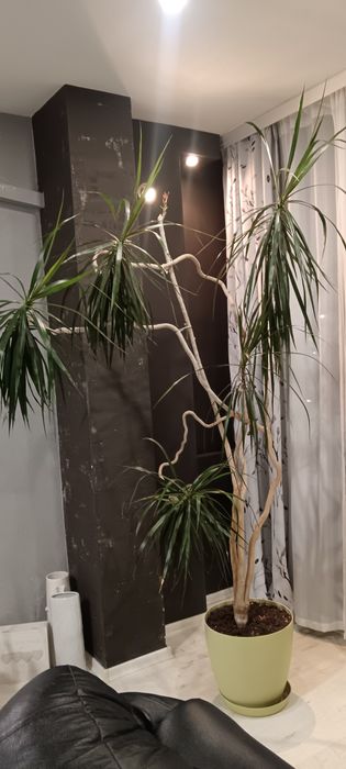 Палма драцена 2,5м