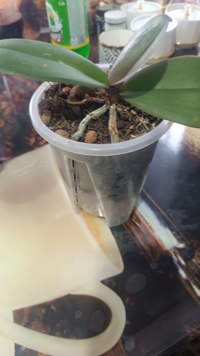 Продам Цветы архидее .