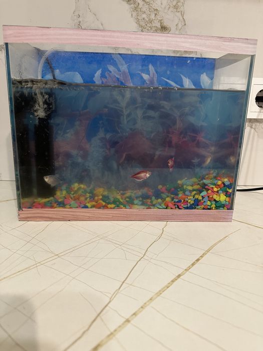 Продам аквариум и 7 рыбок