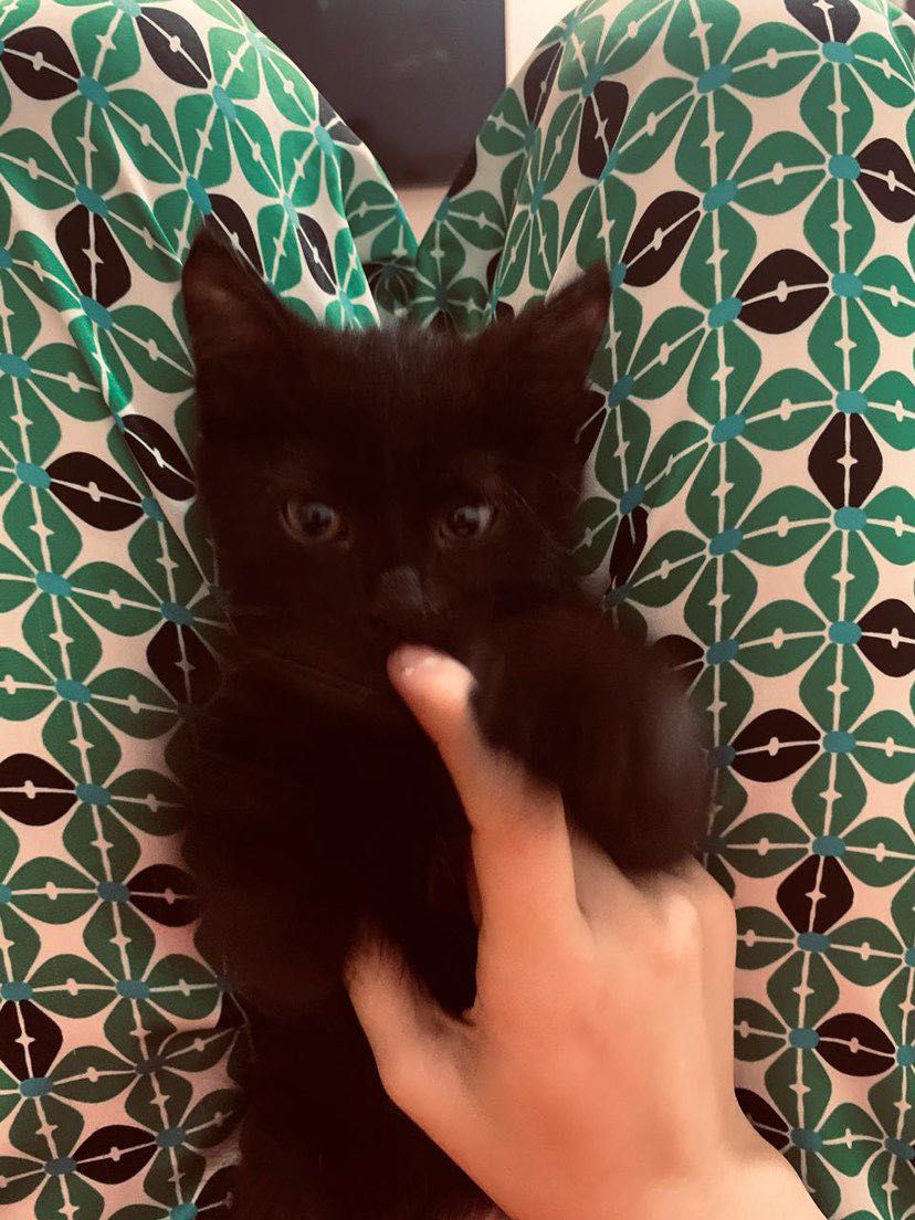 отдам котенка,2 мес