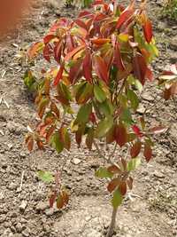 Photinia Red Robin