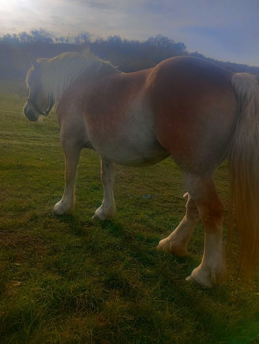Vând iapa gestantă 100%