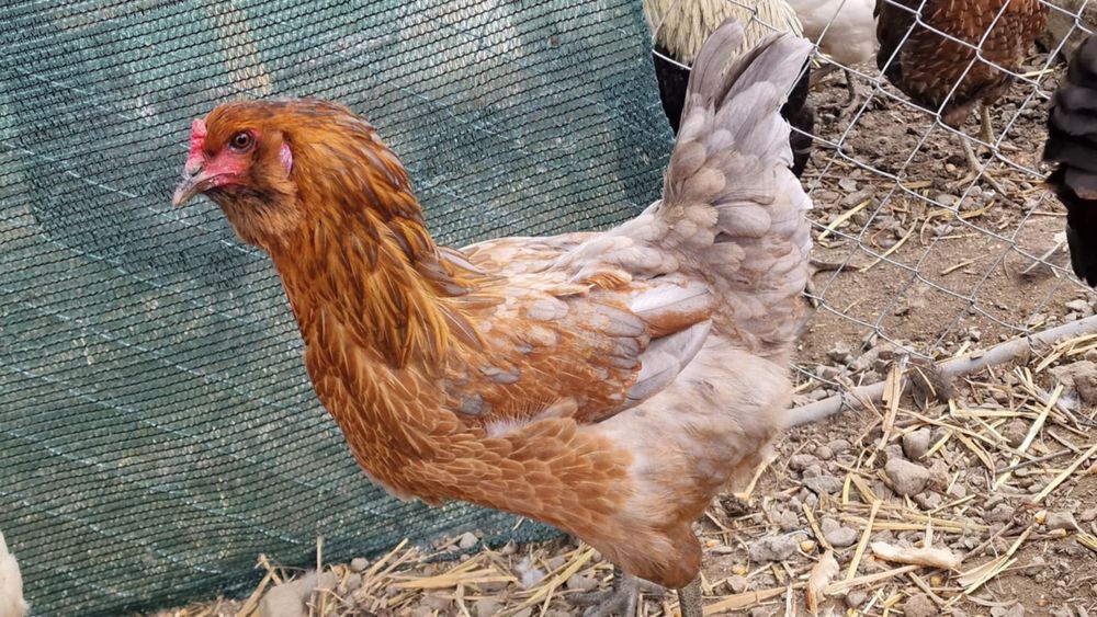 Araucana,ameraucana