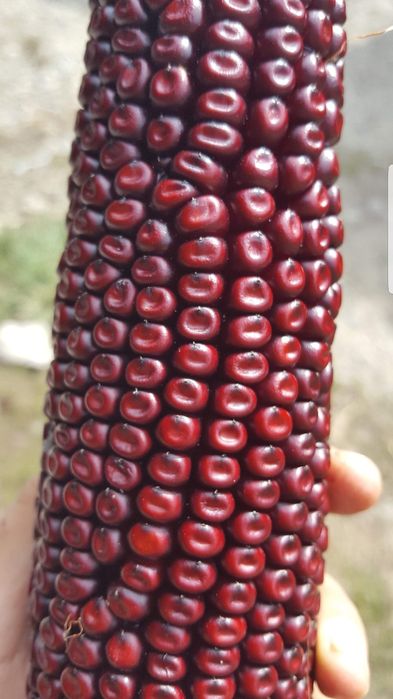 Porumb rosu porumbei