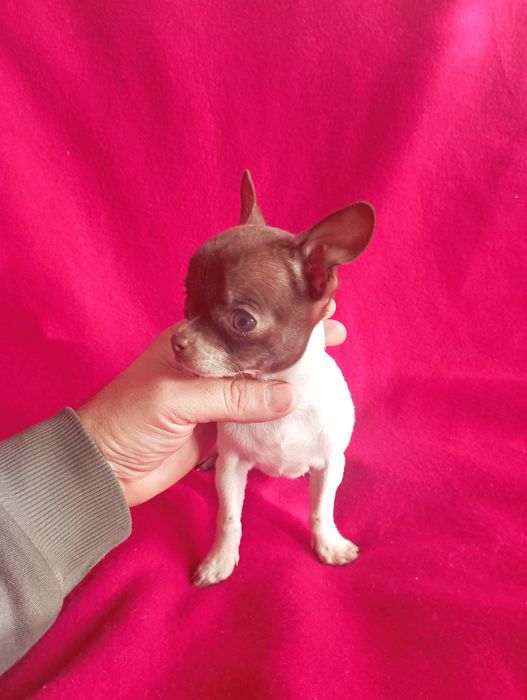 Чихуахуа шоко линия