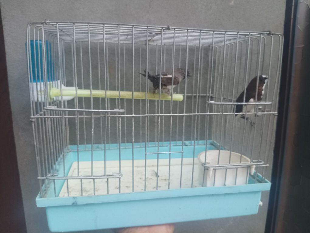 Амадина японский параси клеткаси билан.
