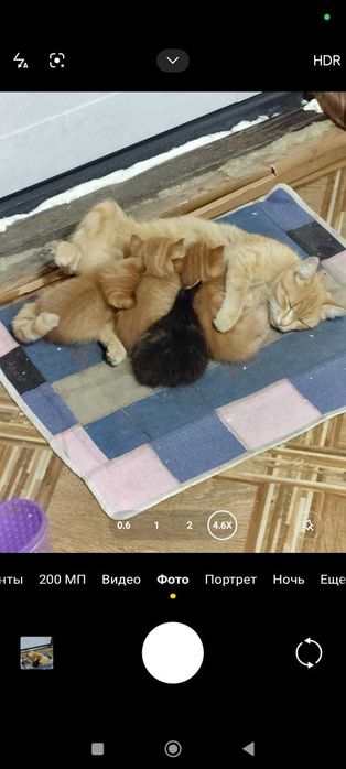 Отдам только в добрые руки