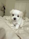Bichon maltez mini toy