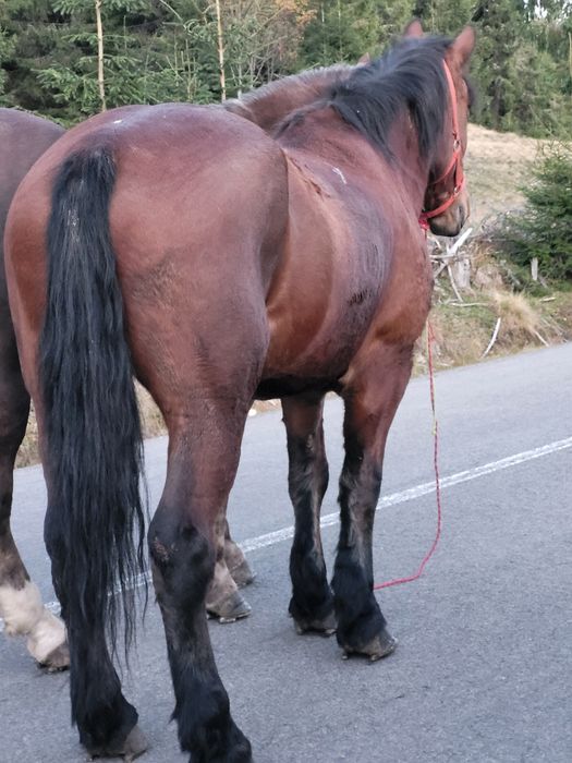 Pereche caii castrati