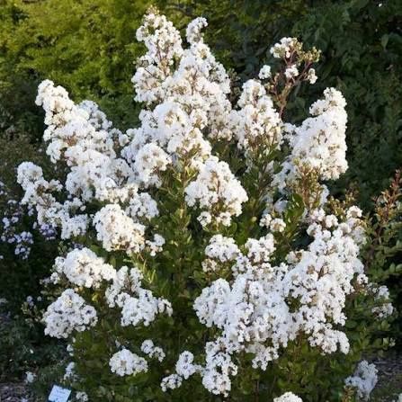 Pomi Oramentali (Liliac Indian Alb )