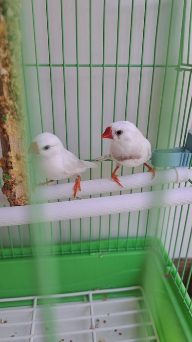 Продам  Амадинов