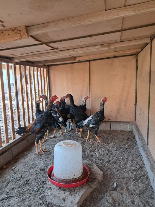 Дакан хўрозлар зоти яхши